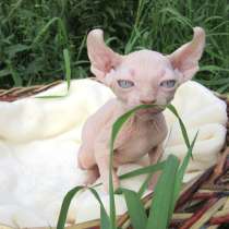 Эльфы котики, в Барнауле