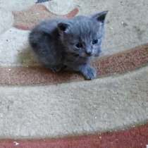 Маленькие красавчики, в Симферополе