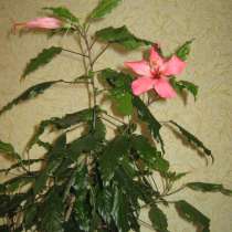 Продаются цветы, в Пензе