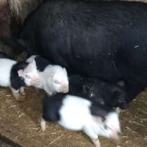 Вьетнамские вислобрюхие поросята, в Чехове