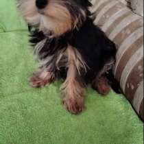 Йоркширский терьер. Мини, в г.Берлин