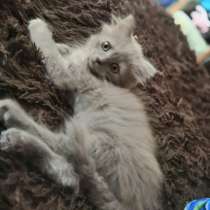 Котята бесплатно, в Смоленске