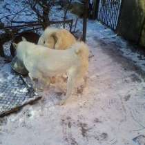Охотничьи собаки, консультации по воспитанию и документам, в Ростове-на-Дону