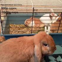 Карликовые прямоухие и вислоухие малыши. Дзержинск, в Нижнем Новгороде