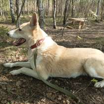 Спокойная и доброжелательная собака, в Санкт-Петербурге