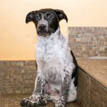 Очаровательные подрощенные щенки Ким и Роки в добрые руки, в Москве