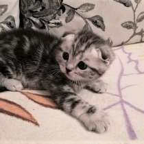 котик серебристый мраморный, в Казани