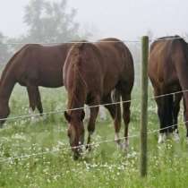 Электропастух для лошадей на 2 Га, в Сочи