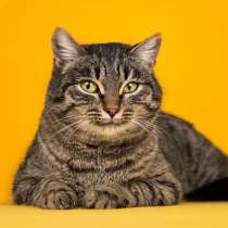 Тигровое очарование Вальда, ласковая кошечка-подросток в дар, в Москве