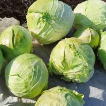 Капуста белокочанная деревенская Слава, в Лобне