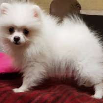 Померанский шпиц, в г.Стамбул