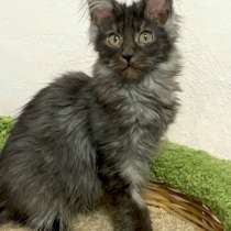 Девочка Мейн-Кун черный дым, в Москве