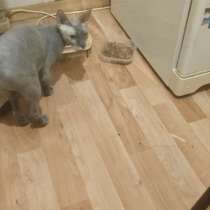 Продам кошку сфинкс, в Электростале
