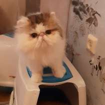 Персидский мальчик из питомника, в Вологде