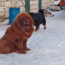 Тибеты щенки для души и выставки, в Белгороде