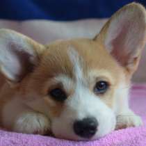 Щенки вельш корги пемброк, в Москве