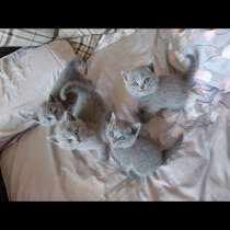 Чистокровные британские котята, в г.Комрат