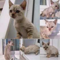 Бенгальские котята, в Москве