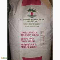 Свекла кормовая польская (Урсус поли,Рекорд поли,Центаур п.), в Курске