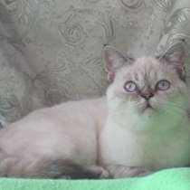 For sale scottish straijht, в г.Донецк