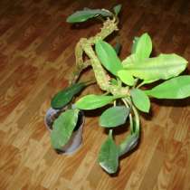 Продам в добрые руки Молочай, в Красноярске