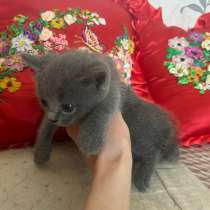 Британские котята, в Балашове