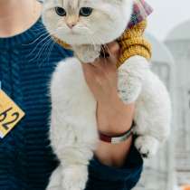 Британский чемпион, в Хабаровске