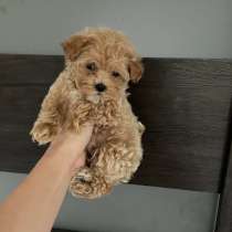 Maltipoo F - 1. Mini girl, в г.Райнсберг
