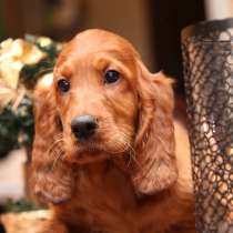 Щенки Ирландского сеттера, в г.Таллин