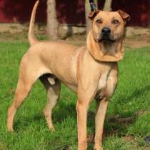 Идеальный пёс-компаньон и для человека, и для другой собаки, в Санкт-Петербурге