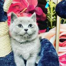 British Shorthair, в г.Валенсия