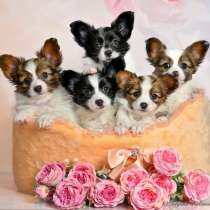 Продаются щенки породы Папильон (папийон)!, в г.Нагария