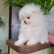 Померанский шпиц, в г.Бельцы