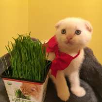Шотландский вислоухий котёнок, в г.Бруклин
