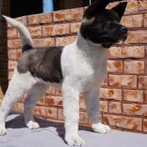 Щенки американской акиты, в г.Кременчуг