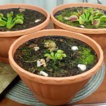 Молодая Венерина мухоловка — талисман на удачу!?, в Тюмени