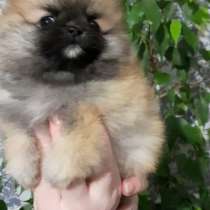 Померанский шпиц. Мини, в г.Гамбург