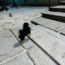 Вязка собак, в Кирове