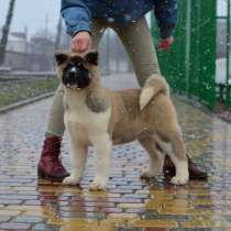 Американец, в Краснодаре