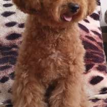 Мальтипу, в г.Гамбург