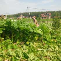 Покос борщевика, обработка, в Дмитрове