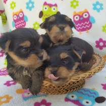 Мини очарование, в Симферополе