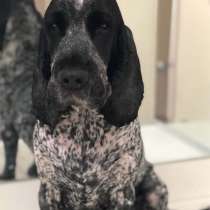 Стрижка кошек и собак, в Сочи