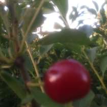 Саженцы чревовишни, в Москве