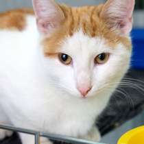 Котик Рори, в Москве