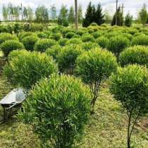 Саженцы ива Матсуда Salix извилистая, ива плакучая, в Краснодаре