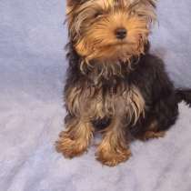 Мини очарование, в Симферополе