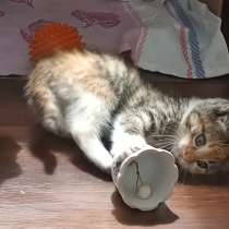 СРОЧНО прошу забрать котика у нас!!, в Керчи