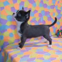 Чихуахуа. Blue, в г.Bergfeld