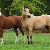 Куплю лошадей жеребят, в г.Полоцк